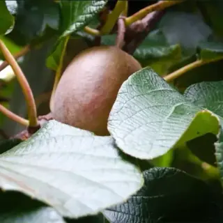 Kiwifruit