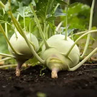 Kohlrabi