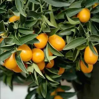 Kumquat