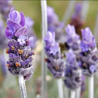 Lavender