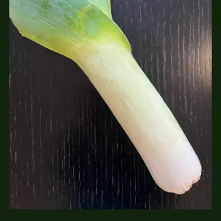 Leek