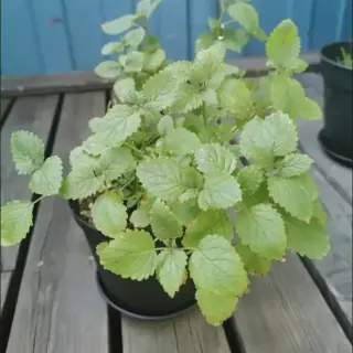 Lemon Balm
