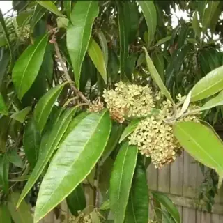 Lemon Myrtle