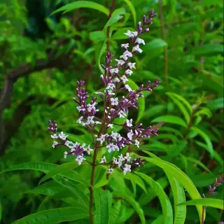Lemon Verbena