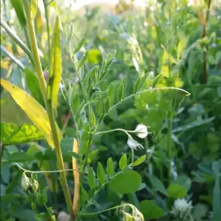 Lentil