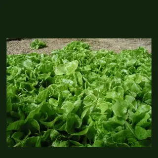 Lettuce