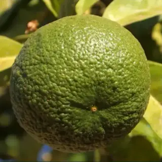 Lime