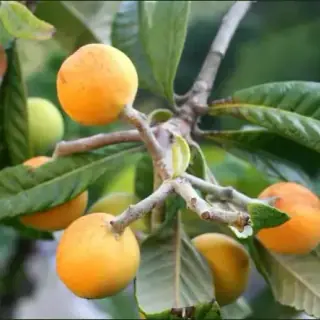 Loquat
