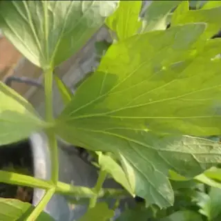 Lovage