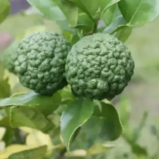 Makrut Lime