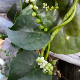 Malabar Spinach
