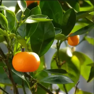 Mandarin