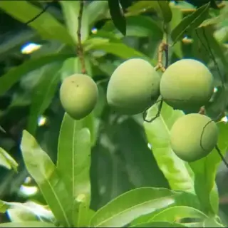 Mango