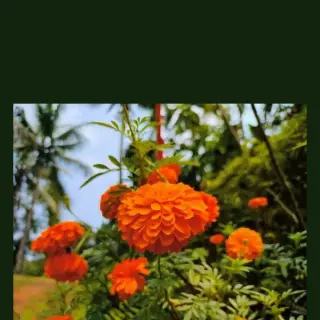 Marigold