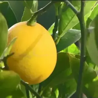 Meyer Lemon