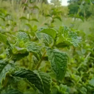 Mint