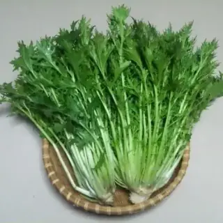 Mizuna