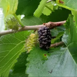 Mulberry