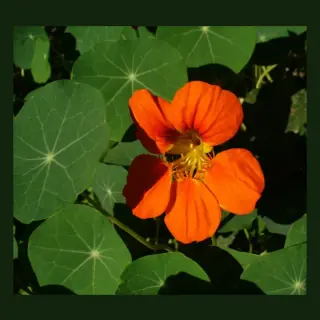 Nasturtium