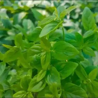 Native River Mint
