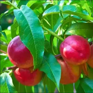 Nectarine