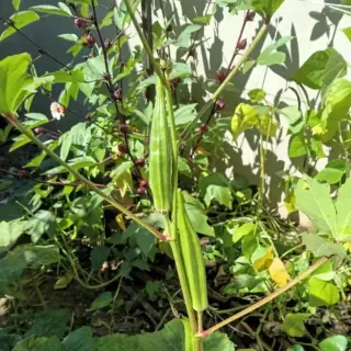 Okra