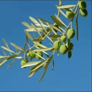 Olive
