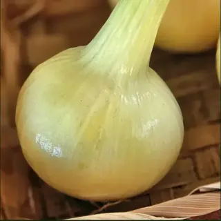 Onion, Bulbing