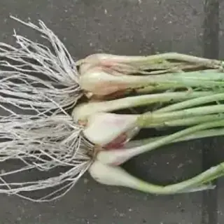 Onion, Bunching