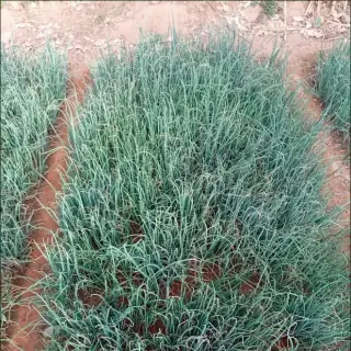 Onion