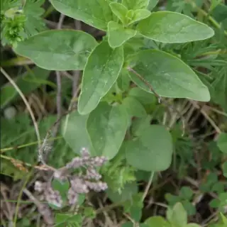 Oregano