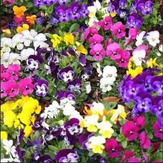 Pansy