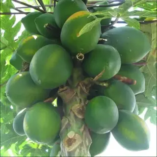 Papaya