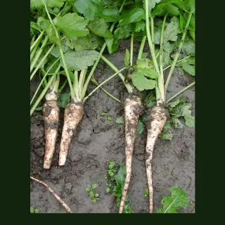 Parsnip