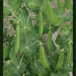 Peas