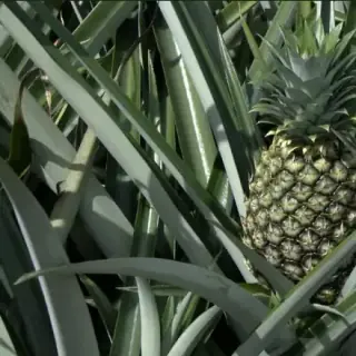 Pineapple