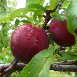 Plum