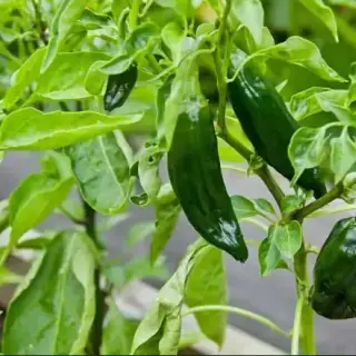 Poblano