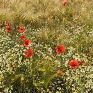 Poppy