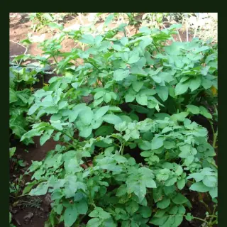 Potato