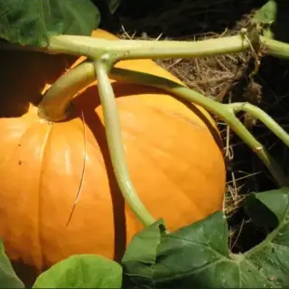 Pumpkin