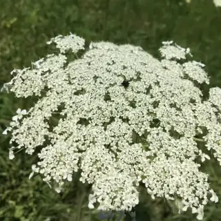 Queen Anne's Lace