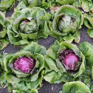 Radicchio