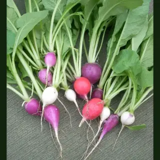 Radish