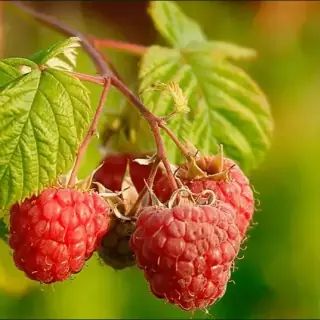 Raspberry