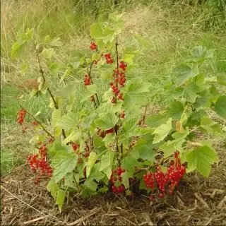 Redcurrant