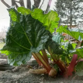 Rhubarb