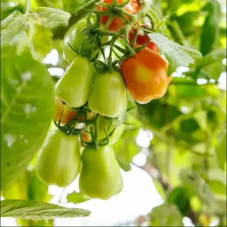 Roma Tomato
