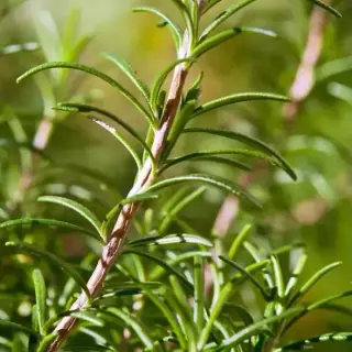 Rosemary