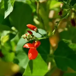 Runner Bean